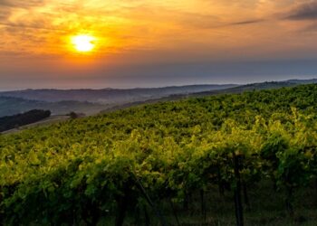 Il Consorzio Classese Oltrepò Pavese: qualità, identità e innovazione dell’area vinicola a forma di grappolo d’uva