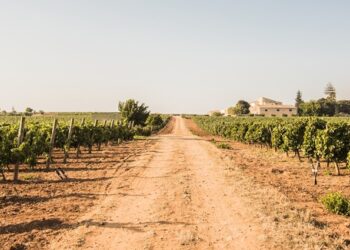 Stile Siciliano: i vini rossi del futuro. A Milano l’evento dell'Enoteca Regionale della Sicilia del Sud Est