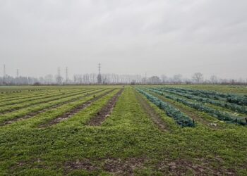 Shopping natalizio all'insegna della sostenibilità e solidarietà
