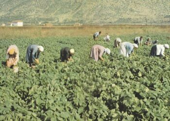 60 anni del minestrone Findus: piatto iconico che scalda le tavole di oltre 4 milioni di famiglie