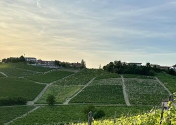 Torchio 1953 Winery: passione e tradizione nel cuore del Monferrato Astigiano