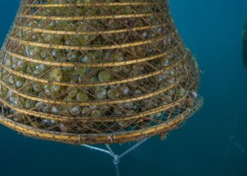 Arrighi: l'archeologia diventa eccellenza vinicola