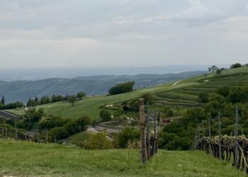 Da Vinitaly alla Valpantena: la cultura e l'innovazione del vino alla Collina dei Ciliegi