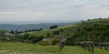 Da Vinitaly alla Valpantena: la cultura e l'innovazione del vino alla Collina dei Ciliegi