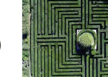 Artistsforplants: quando l’arte diventa alleata del mondo vegetale