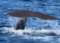 Sentinelle del Pelagos: la scienza a bordo