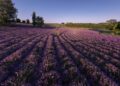 Balaton in viola: l'estate slow d'Ungheria