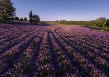 Balaton in viola: l'estate slow d'Ungheria