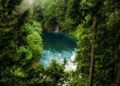 Forest bathing in Alto Adige: il bosco come terapia