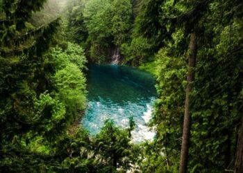 Forest bathing in Alto Adige: il bosco come terapia
