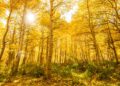 L'autunno dorato di Mammoth Lakes
