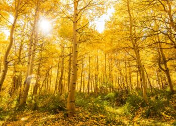 L'autunno dorato di Mammoth Lakes