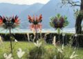 Sognare a occhi aperti, per creare il giardino dei propri sogni