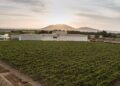 Pisco, il distillato che racconta il Perù