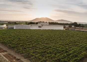 Pisco, il distillato che racconta il Perù